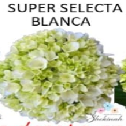 Super Selecta