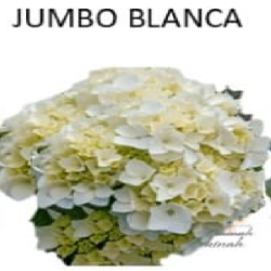 Jumbo Blanca