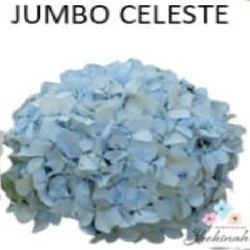 Jumbo Celeste