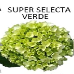 Blanca Verde