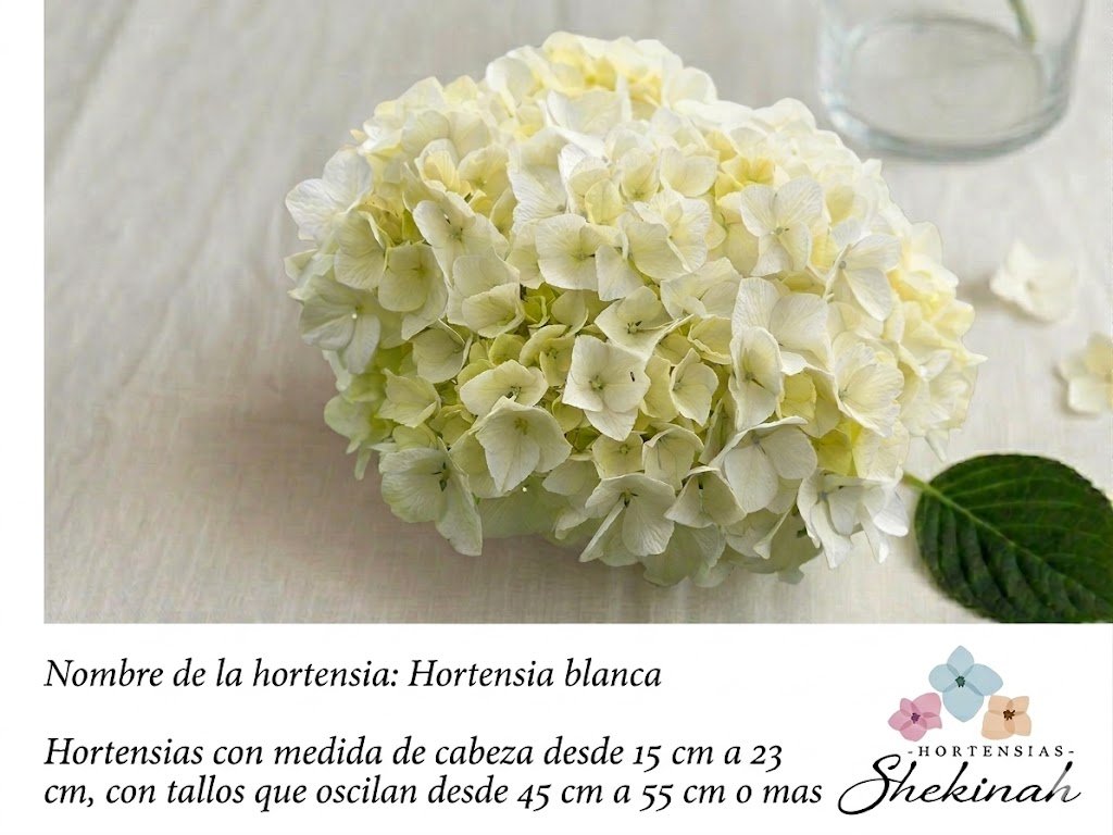 Hortensia  Blanca