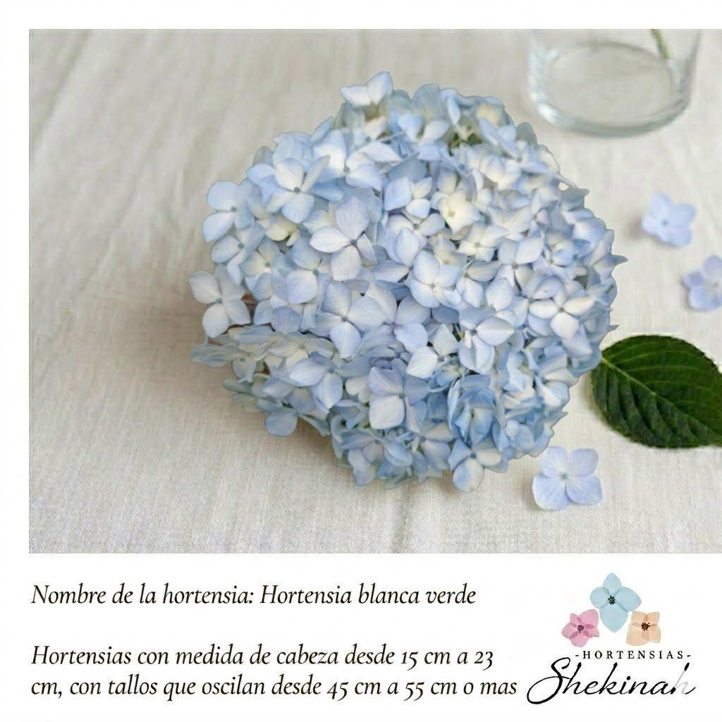 Hortensia Celeste