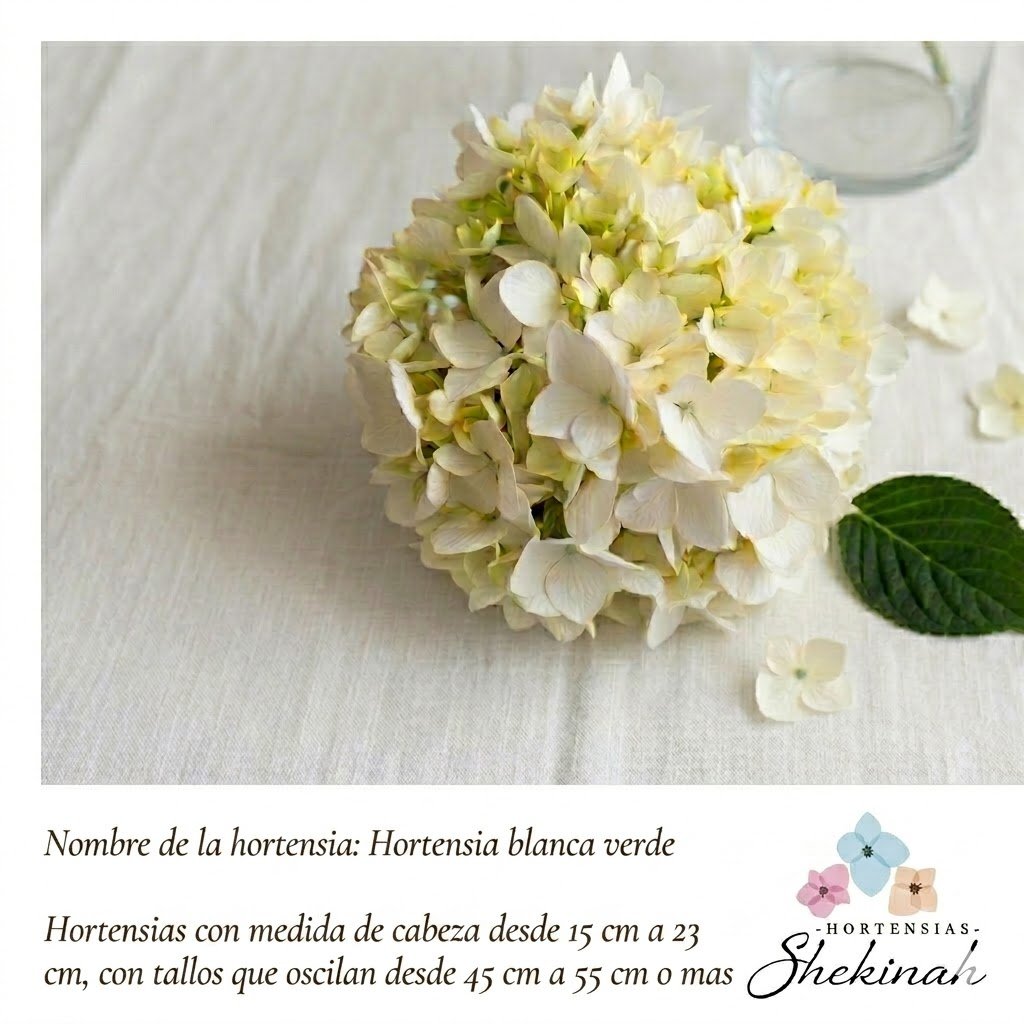 Hortensia Blanca Verde