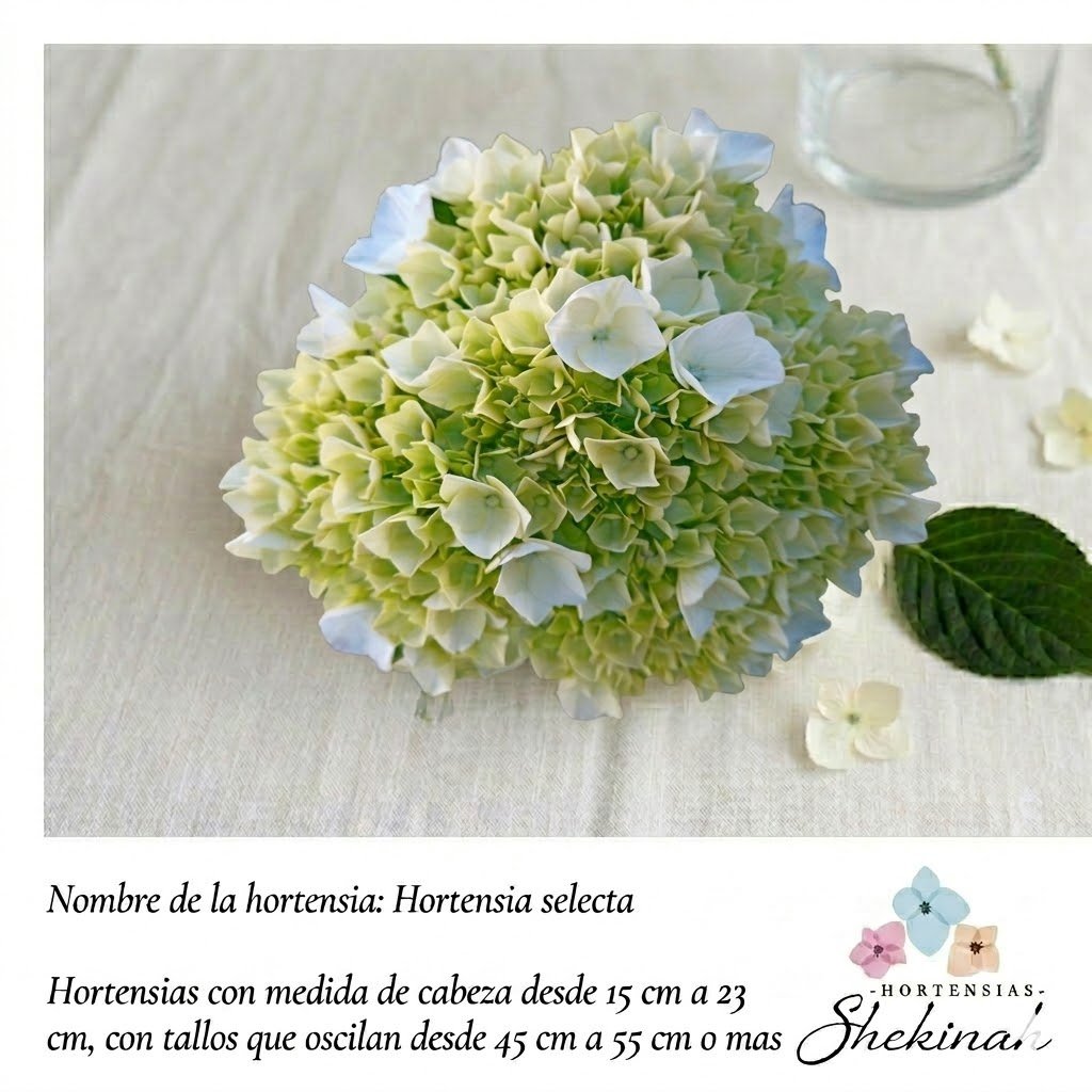 Hortensia Selecta